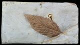 Fossil Hackberry Leaf - Montana #52237-1